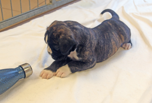 k x moskito IMG_7754