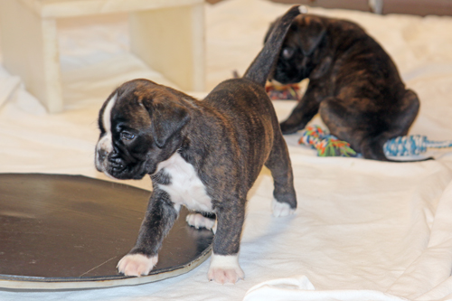 k x moskito IMG_7798