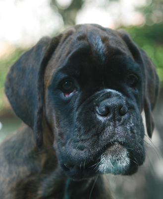 kimi 11 wochen 1 klein kleiner