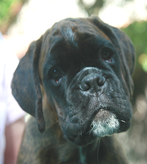 kimi 11 wochen 2 klein