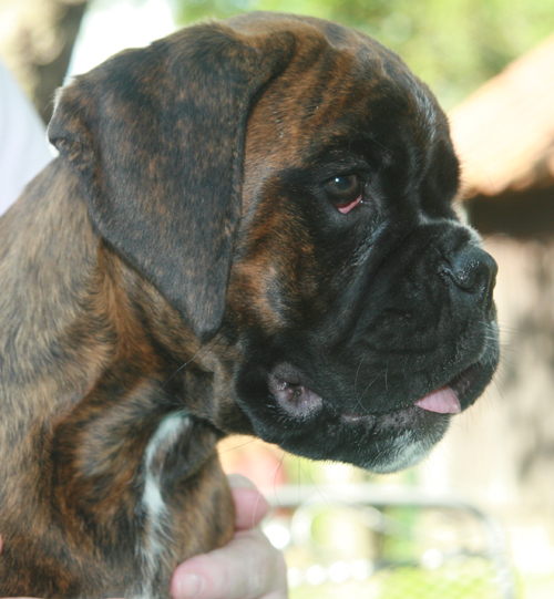 kimi 11 wochen 3 klein