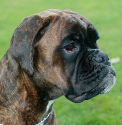 kimi kopf 01 kk kimi kopf 01 kk