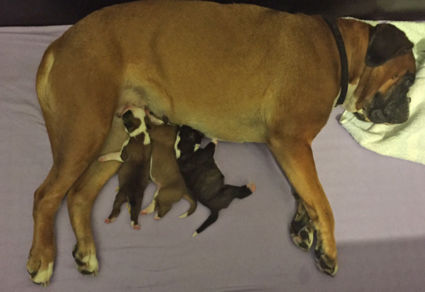 kl Donella mit K-Welpen