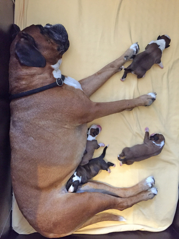 kl Donella mit allen vier Ks