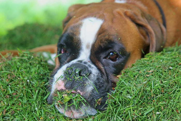 kl IMG_1463 greta rasenschn.