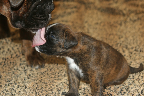 kl IMG_3335 mama leckt