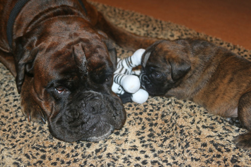 kl IMG_3359 mit zebra