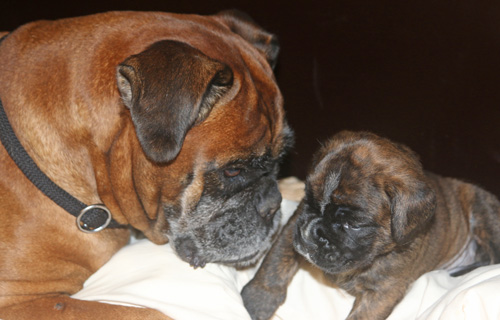 kl IMG_3484 mit cobra