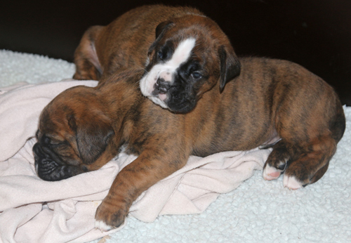 kl IMG_5893 jesko jupp