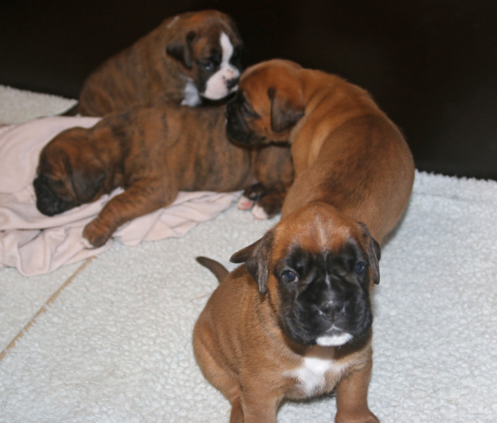 kl IMG_5898 alle vier