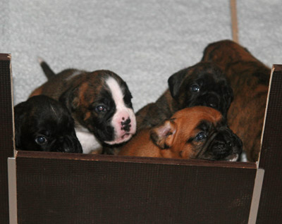 kl IMG_6006  h wurfkiste