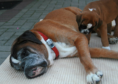 kl IMG_6056 darwin greta