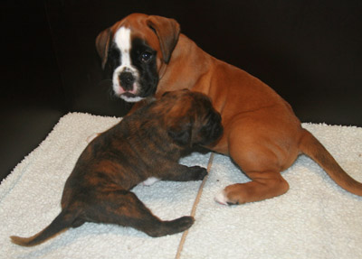 kl IMG_6108 greta hero