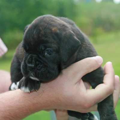 kl IMG_6160 haribo 3 w 1