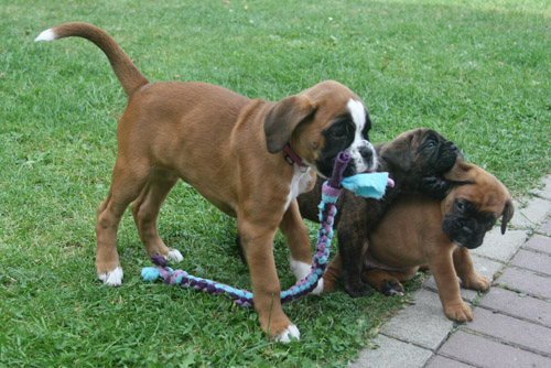 kl IMG_6445 greta hero hermine