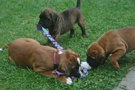 kl IMG_6447 greta  hero hermine