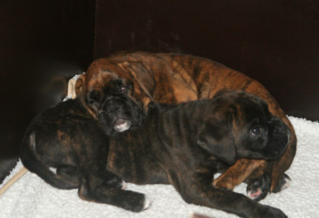 kl IMG_6769 haribo hermann