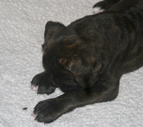 kl IMG_6785 haribo fliege