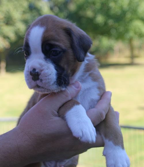 kl Kiba vom Brmchen IMG_1952