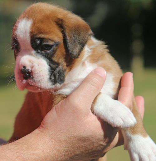 kl Kiba vom Brmchen IMG_2000