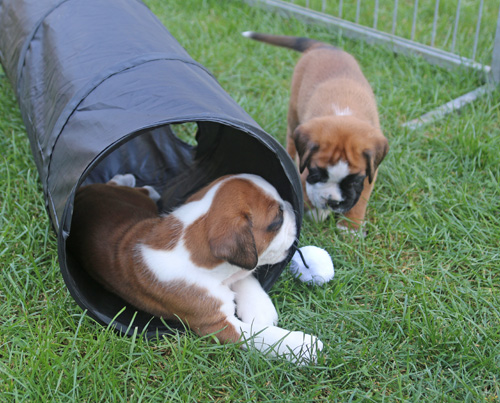 kl Kimba Labell  162