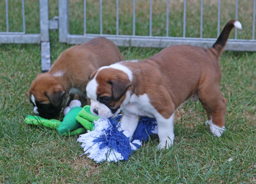 kl Kimba Lisbeth 291