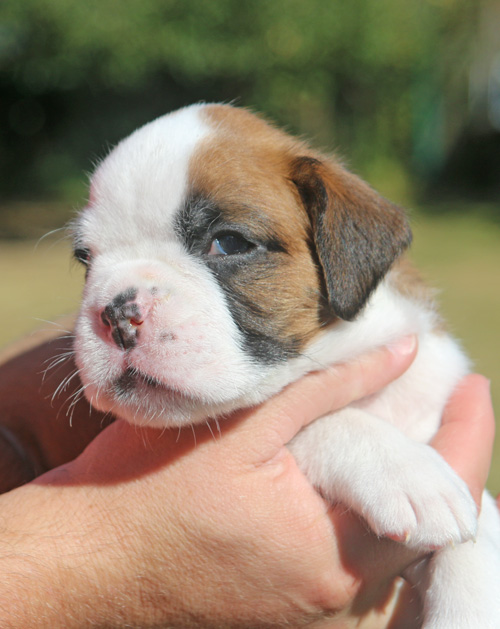 kl Kimba vom Brmchen IMG_1967