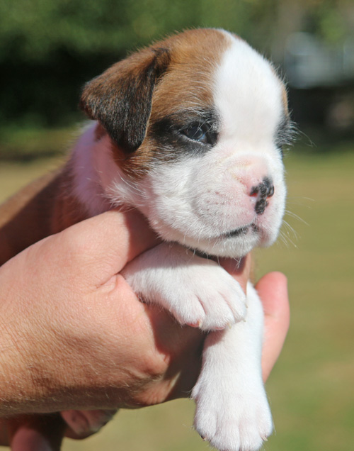 kl Kimba vom Brmchen IMG_1968