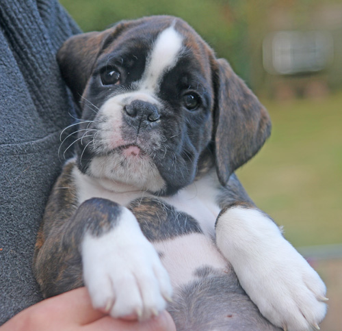 kl Kiwi 029 a kl Kiwi 029 a