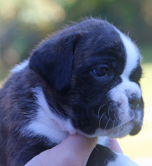 kl Kiwi vom Brmchen IMG_1947