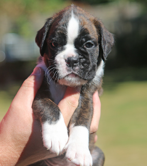 kl Kiwi vom Brmchen IMG_2030