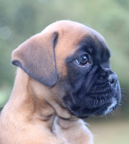 kl Kopf Lilli-Fee 010