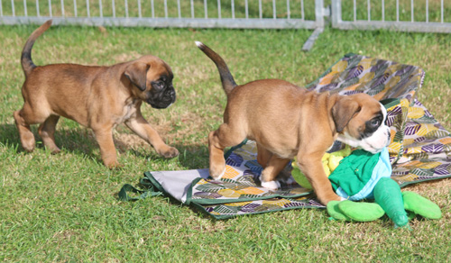 kl Labell Lilli-Fee 237