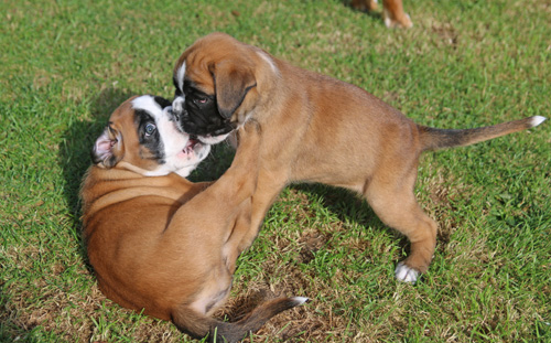 kl Labell Lisbeth 127