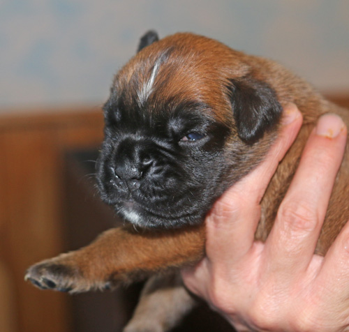 kl Lilli-Fee IMG_1812