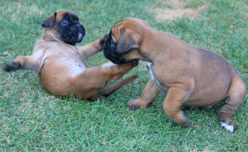 kl Lilli-Fee Louis 199