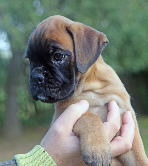 kl Lilli Kopf be 136