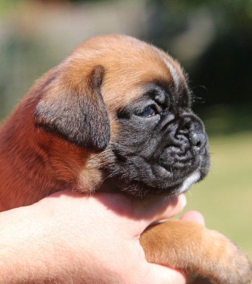 kl Louis vom Brmchen IMG_1996