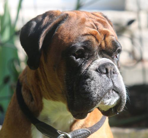 kl hp Donella vom Brmchen