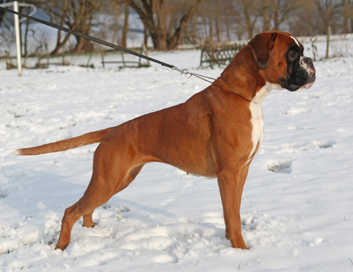 kl hp Greta vom Brmchen Stand