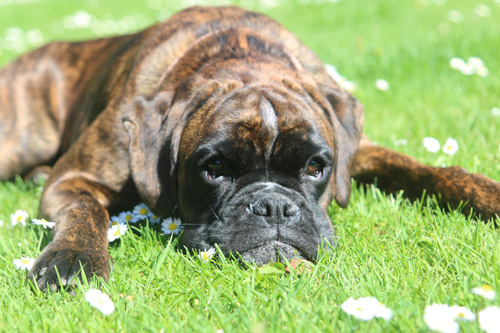 kl hp Isabell vom Brmchen auf Rasen