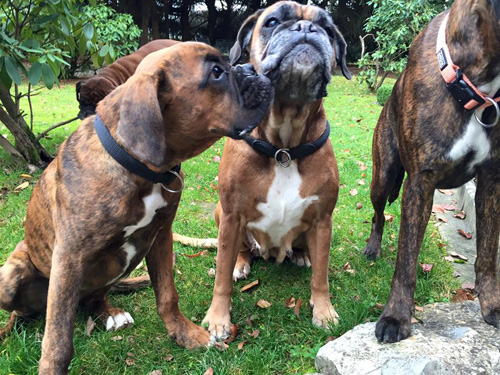 kl hp Joop mit seiner Oma Cobra