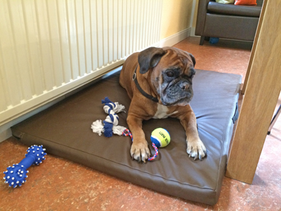 kl hp x Cobra am 11. Geburtstag