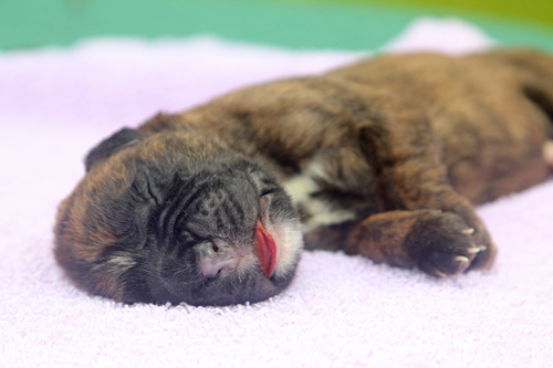 kl x IMG_3189 toter Rde