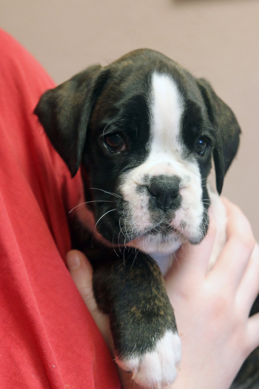 kl x maracuja kopf 017