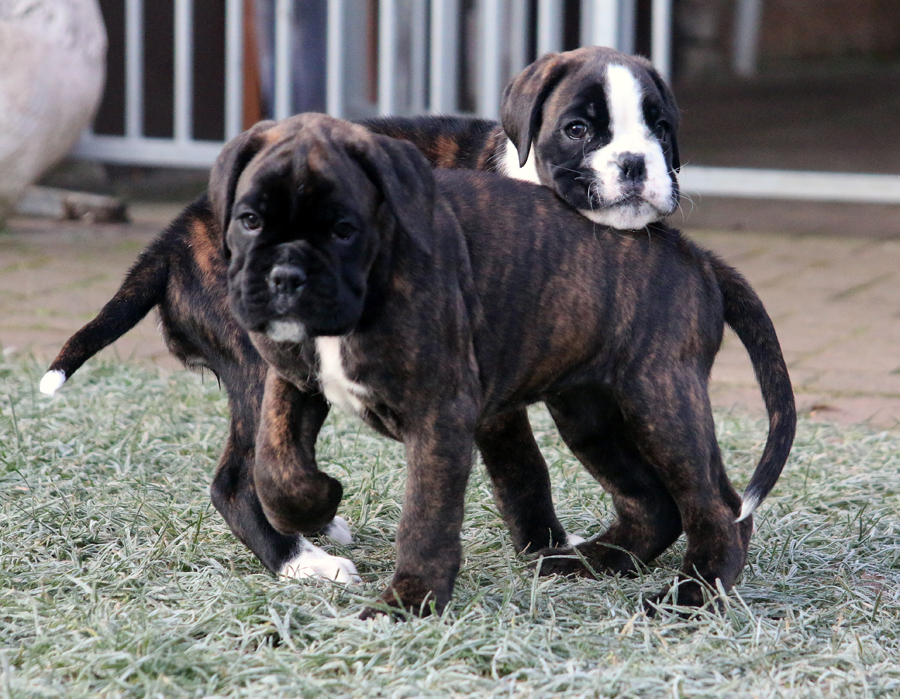 kl x mona lisa maracuja 004