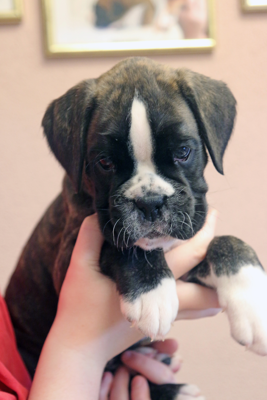 kl x moskito kopf 044