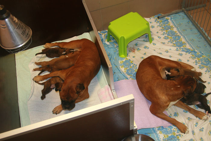 oma und mama in wurfkiste kl