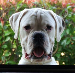 puma kopf kl puma kopf kl