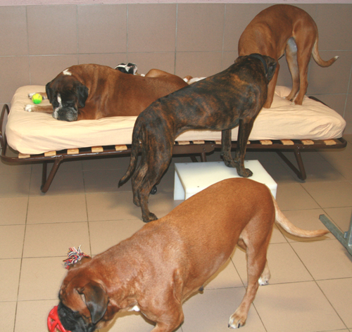 vier groe im hundezimmer klein